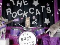 The Amazing Acro-cats