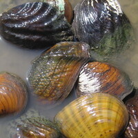 Knox County Mussels and Snails: The Good, the Bad, and the Gone