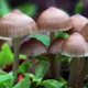 Advanced Edible Mushroom Growing