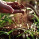 Carbon Farming and Soil Fertility