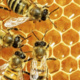 Introduction to Beekeeping