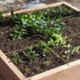 Basics of Colorado Gardening