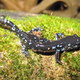 Skin Devouring Fungus: The Next Threat to Salamanders and to Biodiversity