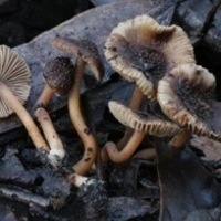 Fire Lovers and Body Snatchers: How Fungi Survive Fires