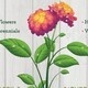 Northwest Campus Annual Spring Plant Sale