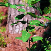 "Special Forest Products- Issues, Opportunities, and Challenges"