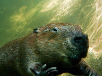 Beaver Day