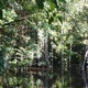 Evolution, Ecology and Conservation of Fish-Forest Interactions