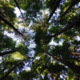 Conservation Through Market Innovation Panel