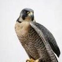 Raptors Over the Ridge with Friends of Nolde Forest