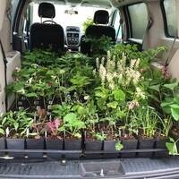 Spring Plant Sale and Garden Day