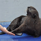 Science Sunday—Sea Otter Palm Reading: Measuring Sense of Touch