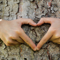 Hug a Tree