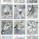 A Lily Blooms in Winter: Exhibit by Alston Conley
