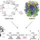 MECHANISM: Synthetic Biology