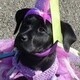 GEB Puppy Fashion Show!