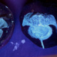 The Use of Museum Specimens in Research: three case studies