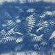 TAM Workshop: Exposure to Cyanotype