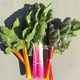 Robb Garden Farmers Market