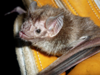 Rabies Persistence in Vampire Bats by Prof. Julie Blackwood Rabies Persistence in Vampire Bats by Prof. Julie Blackwood