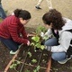 Transplanting into Garden Beds: A Hands-On Garden Workshop