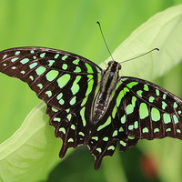 Wings of Fancy Live Butterfly & Caterpillar Exhibit