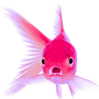 Pink Goldfish: Exploit Imperfection and Captivate Your Customers