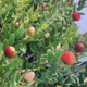 Spring Plant Sale April 13, 2019 at UCSC Arboretum