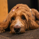 Bark Buddies at Gemmill Library