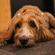 Bark Buddies at the Earth Sciences & Map Library