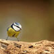 Mornings at the Museum: Birds