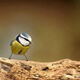 Mornings at the Museum: Birds