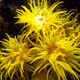 Exhibition: Corals, from Sea to Screen