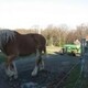 Flint Hill Farm - Spring Cleaning (Cancelled)
