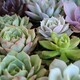 Special Olympics Succulent Fundraiser