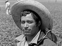 Exhibit "Bittersweet Harvest: The Bracero Program 1942-1964" Exhibit "Bittersweet Harvest: The Bracero Program 1942-1964"