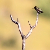 Hummingbird Presentation at Placerita Canyon Nature Center