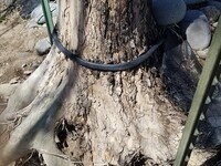 GICES: Trees and Irrigation