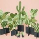 Communiversity Gardens Annual Spring Plant Sale