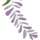 Lavender Graduation