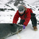 Leopard Seals! Special Lecture with Dan Costa and Sarah Kienle